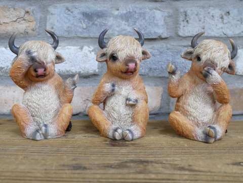 "Who Did it?" Highland Cows