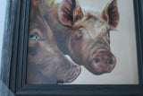 Pigs picture